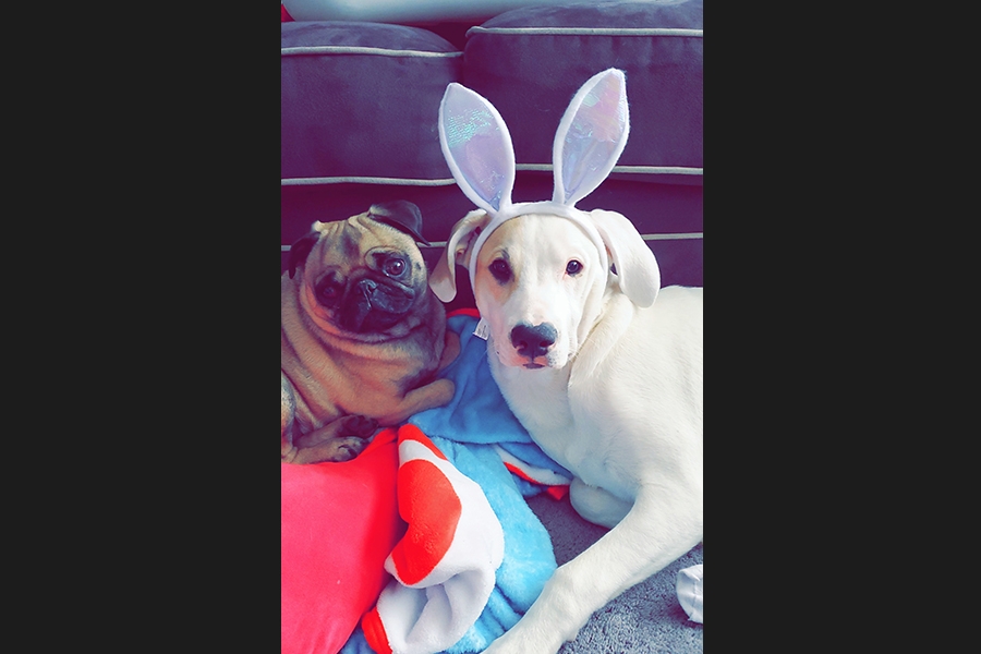 dog bunny ears