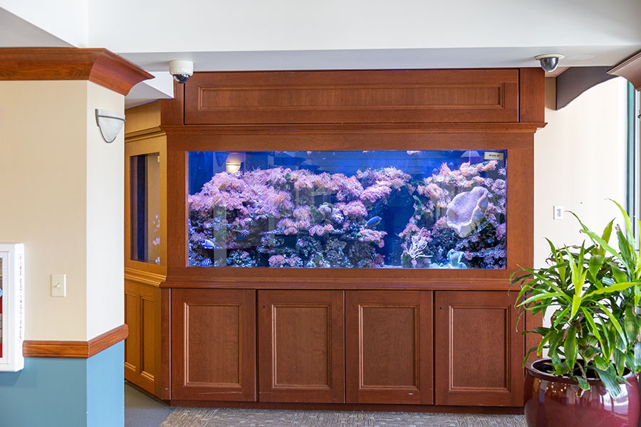 Temple Women & Families Hospital fish tank