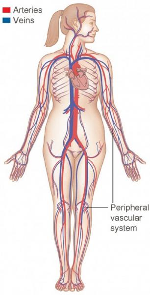 Labeled diagram of circulatory system