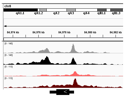 RNA polymerase II and FoxO1 binding to the Junb gene in both control and hypertrophied mouse hearts