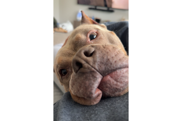 Mac clearly feels very comfortable relaxing in his new home!