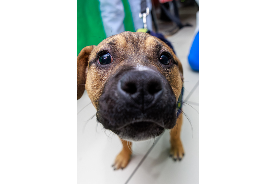 TUH-Main Campus employees loved meeting new furry friends!